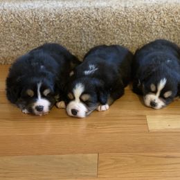 Australian Shepherd and Miniature Australian Shepherd Puppies from Canyon Creek Aussies