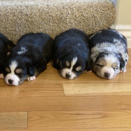Australian Shepherd and Miniature Australian Shepherd Puppies from Canyon Creek Aussies
