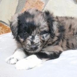 Jumba - Blue merle male Australian Shepherd puppy in Macon, Georgia from Shaina’s Shepherds