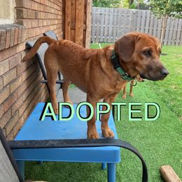 Mouch - Fawn male Companion Cross puppy in Indianapolis, Indiana from The Sharpeagle Barkery
