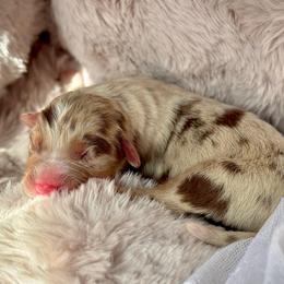 Boy-1 - Red merle male Australian Shepherd puppy in Ramona, California from Blue Moon Aussies