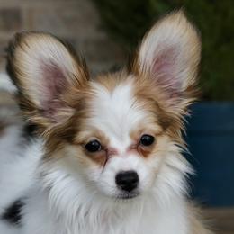 Nerf - White and sable male Papillon puppy in Boardman, Ohio from Taliaferro Kennel