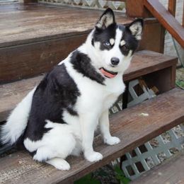 Trixie - Pomsky