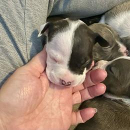 Lipara - Black brindle female American Staffordshire Terrier puppy in Monroe, Georgia from Irresistibull Staffords