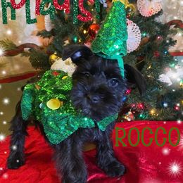 Miniature Schnauzer Puppies from Amaya Lara Schnauzers