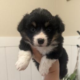Stella - Pembroke Welsh Corgi