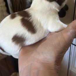 Mickey - Brindle and white male Shih Tzu puppy in Elma, Washington from Puddle Jumpers Shih Tzus