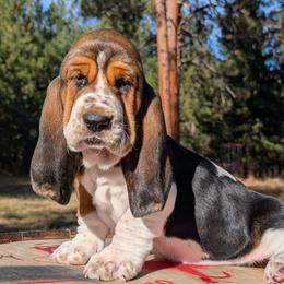 Winifred - Black brown and white female Basset Hound puppy in Polson, Montana from BeautyBea's Flathead Lake Bassets