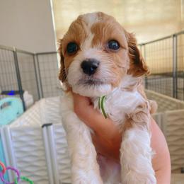 Kevin McAllister - Blenheim male Cavapoo puppy in Van Alstyne, Texas from Home Grown Puppies