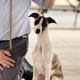 Laci - Fawn brindle female Whippet puppy in Saratoga Springs, New York from Rosmoor Whippets