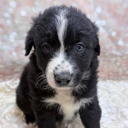 Cubby - Blue Collar - Black & white male Australian Shepherd puppy in San Marcos, California from Faith Family Freedom Farm