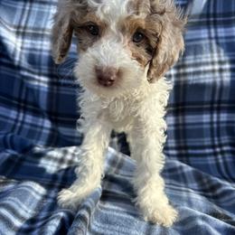 Cupid - Merle male Cavapoo puppy in Austin, Texas from Doodles of Central Texas