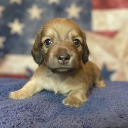 Trixie - Cream female Dachshund puppy in Plant City, Florida from Oakley's Dachshund Ranch