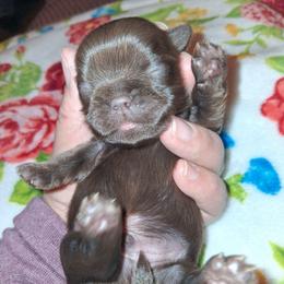 Teddy Bear - Chocolate male Shih Tzu puppy in Memphis, Tennessee from Lady and the Tramp