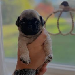 Michael - Fawn male Pug puppy in Damascus, Maryland from Elly & Junior’s Legacy