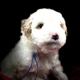 Poodle Puppies from Debi Griego