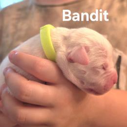 Bandit - White male American Bulldog puppy in Homer, Georgia from Valor American Bulldogs