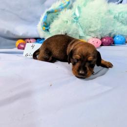 Angela - Red female Dachshund puppy in Jerusalem, Ohio from Twin Hickory Ranch