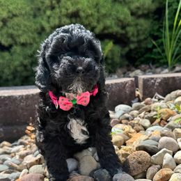 Paddy - Black female Poodle puppy in Creal Springs, Illinois from Trish’s So IL Poodles