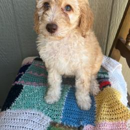 Millie - Apricot female Poodle puppy in Caldwell, Idaho from Treasure Valley Poodles