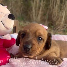 Elsa - Red female Dachshund puppy in Colbert, Georgia from Southern Belle Dachshunds