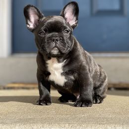 French Bulldog Puppies from Von Bales French Bulldogs