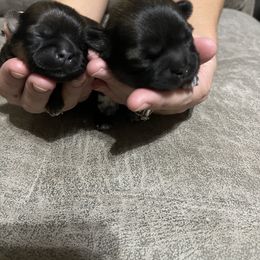 Shih Tzu Puppies from Myers Country Pups
