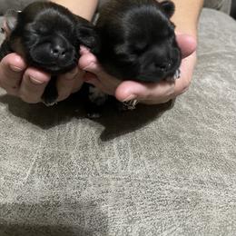 Shih Tzu Puppies from Myers Country Pups