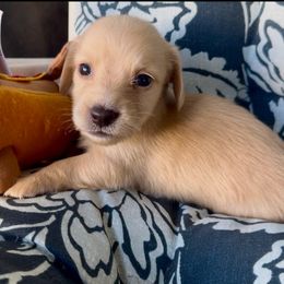 Snowball - Cream male Dachshund puppy in Vero Beach, Florida from Joseph’s Dachshunds