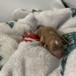 Goldendoodles from AZ River Doodles