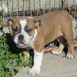 Azalea - Fawn and white female Bulldog puppy in Clarinda, Iowa from Stimson Bulldogs