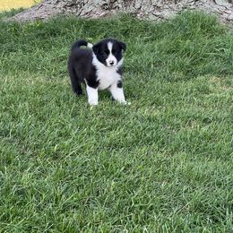 Border Collie Puppies from Pineview Farm