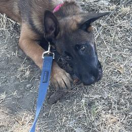 Belgian Malinois Puppies from BlueStone