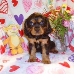 Cedric - Black and tan male Cavalier King Charles Spaniel puppy in Woonsocket, Rhode Island from Walnut Grove Cavaliers