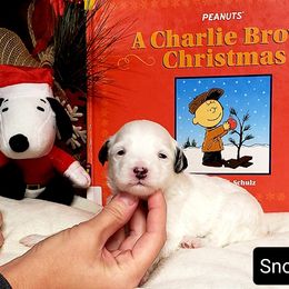 Snoopy - White Maltipoo puppy in Mabelvale, Arkansas from Durham's Designer Poos