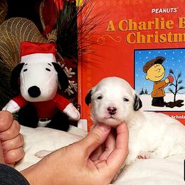 Snoopy - White Maltipoo puppy in Mabelvale, Arkansas from Durham's Designer Poos