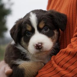 Django - Red tri-color male Australian Shepherd puppy in Holmesville, Ohio from Coffee Run Spring at Miller Farms
