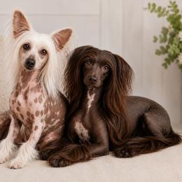 Chinese Crested puppies from Crestie Charm Cottage