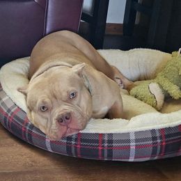 Winnie Bear - American Bully