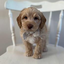 Wave - Caramel male Australian Labradoodle puppy in Belding, Michigan from Rutu Australian Labradoodles
