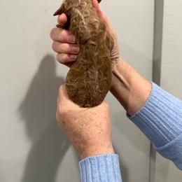 Queen - Apricot female Poodle puppy in St. Johnsbury, Vermont from Poodles of the Northern Woods