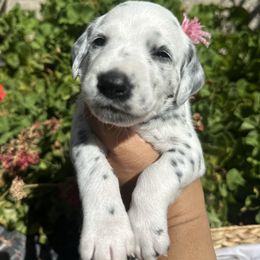 Light pink collar female - White and black female Dalmatian puppy in Sacramento, California from Dream Dalmatians