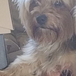 Maltese, Shih Tzus, and Yorkshire Terriers from Puppy Love