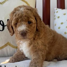 Blue boy - Red  male Goldendoodle puppy in Wilmington, North Carolina from Wrightsville Beach GoldenDoodles