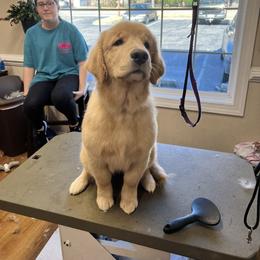 Golden Retriever and Pembroke Welsh Corgi Puppies from Silver Myst Acres