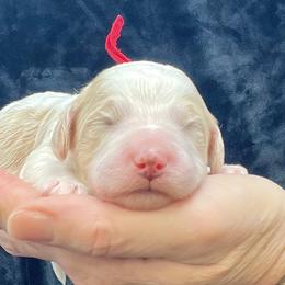 Red Male - Parti male Goldendoodle puppy in Great Falls, Montana from Montana Goldendoodles