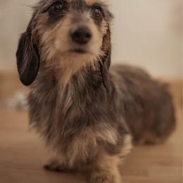 Dachshund puppies from Mavericks Mini Dachshunds