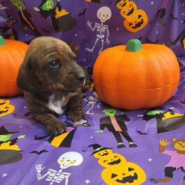 Dachshund and Pembroke Welsh Corgi Puppies from TS Dachshunds and Corgis