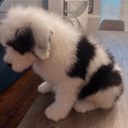 Sheepadoodle Puppies from Bns Sheepadoodles ( F1b reverse OES)