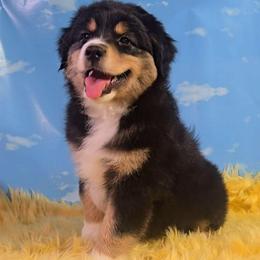 Dewey - Black tri-color male Australian Shepherd puppy in Waddell, Arizona from Winsome Aussies